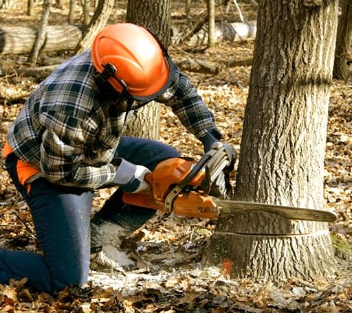 Tree Removal in Bassett, VA